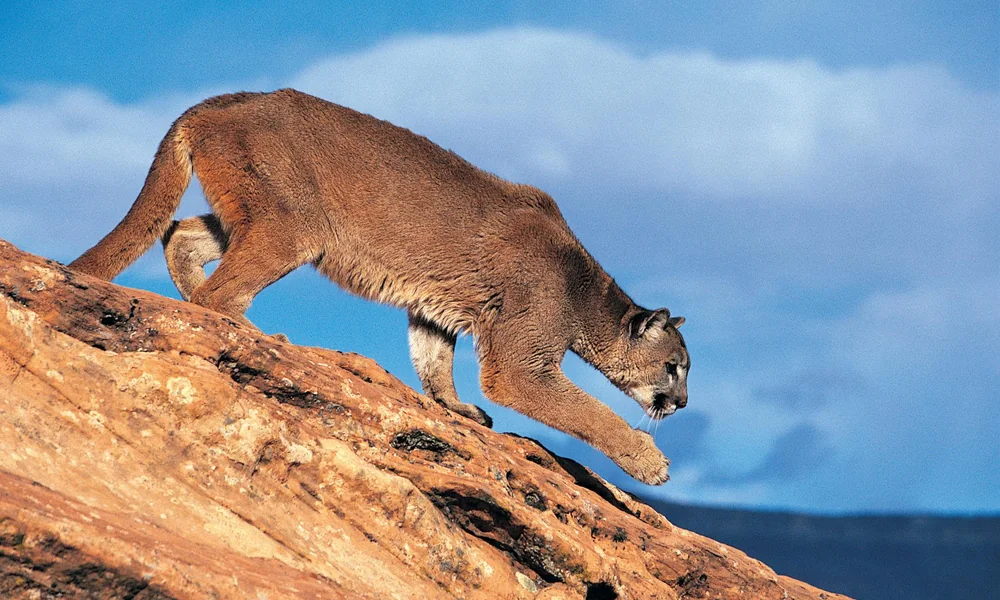 Mountain lion walking across a rugged rocky hillside.