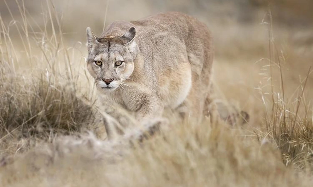 Mountain lion moving through a dry scrubland habitat.