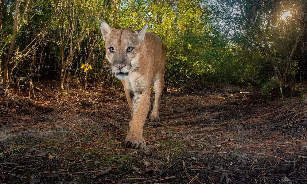 Florida panther walking through its natural Florida habitat.