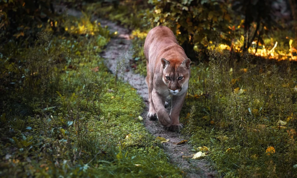 Mountain lion moving through a natural wildlife corridor.