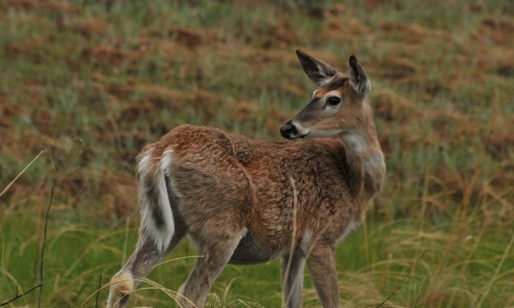 Young white-tailed deer in a grassy field looking back over its shoulder with its white tail showing