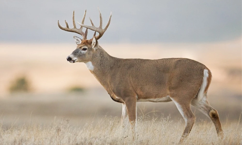 Side view of a buck with tall antlers standing in dry golden grass
