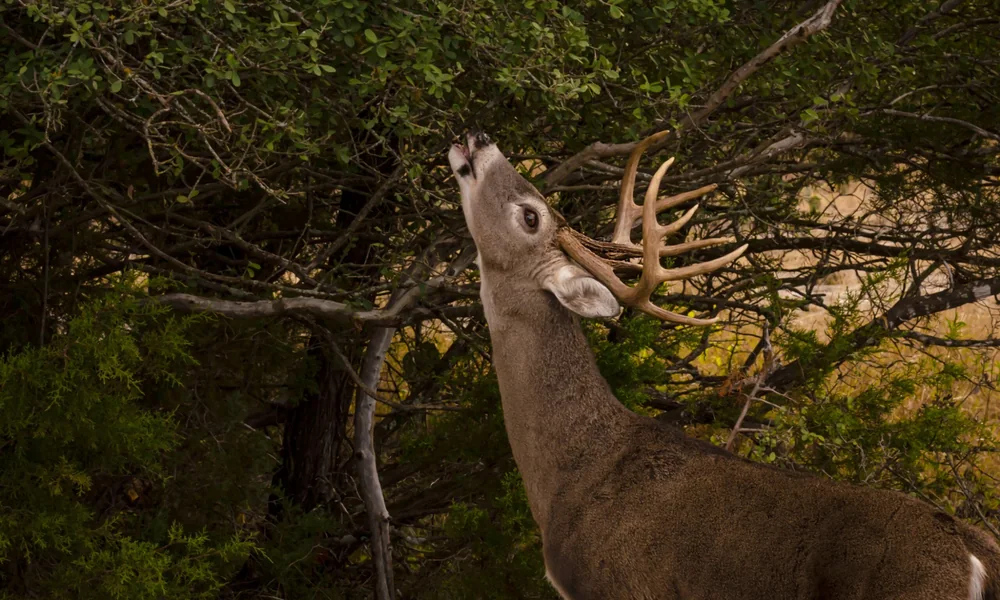 Buck stretching up to browse leaves from a tree branch in a shaded forest
