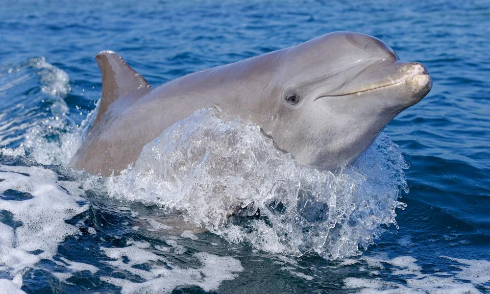 Bottlenose dolphin surfacing in blue ocean water.