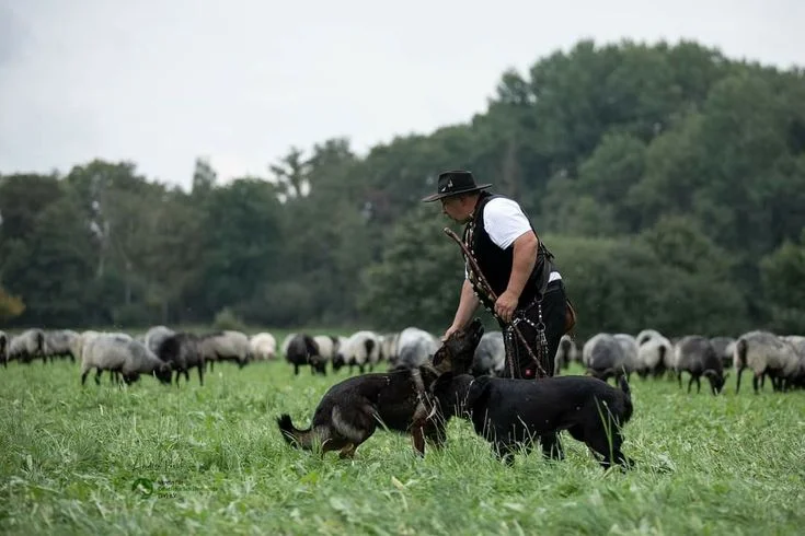 What should farmers know about livestock supervision duty in 2026?