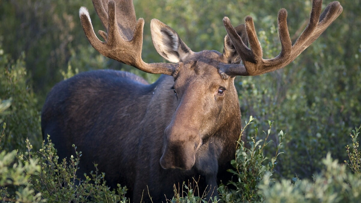 moose encounter