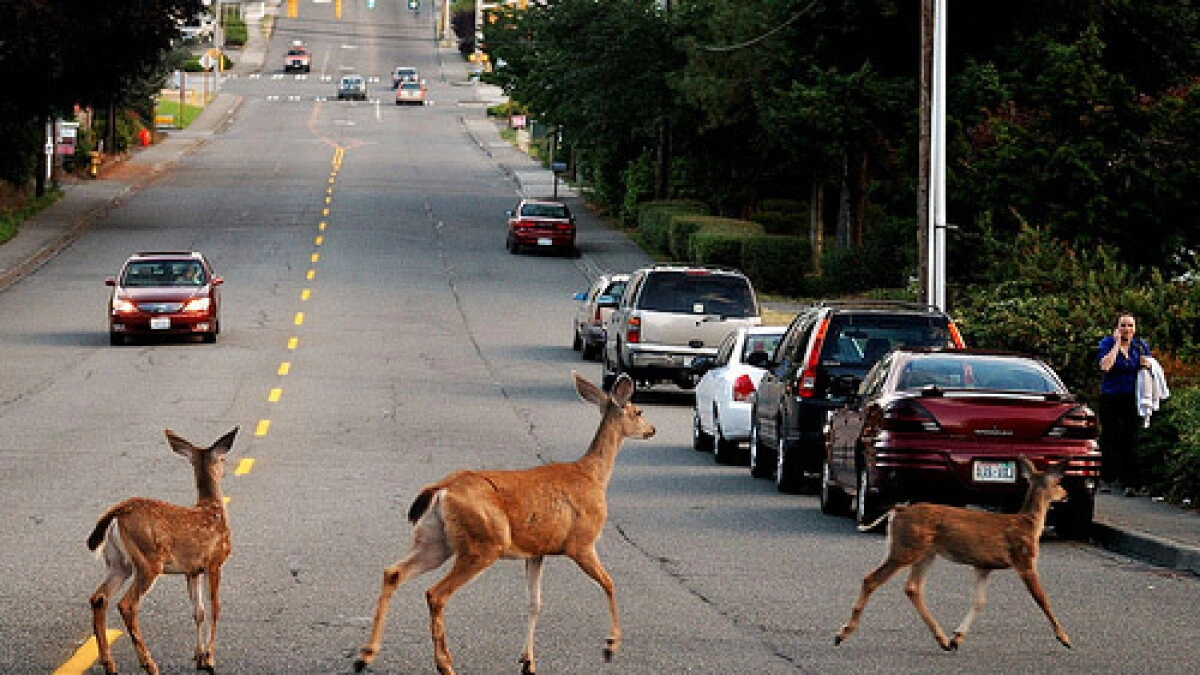 seasonal wildlife collisions