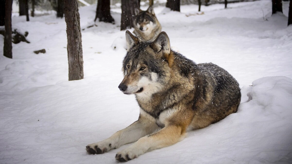 Norway’s Priority Species