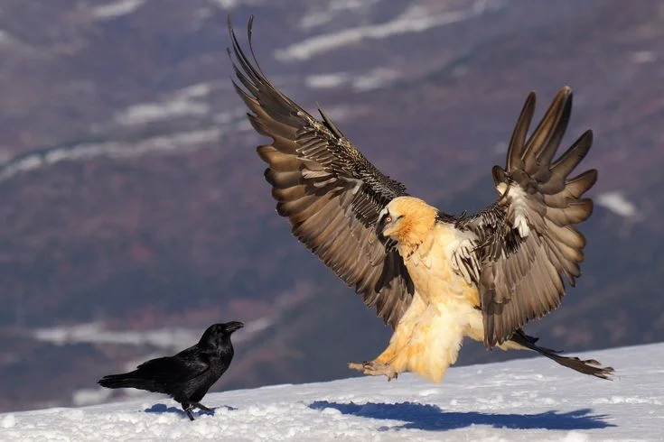 What should people do if they find a dead wild bird?