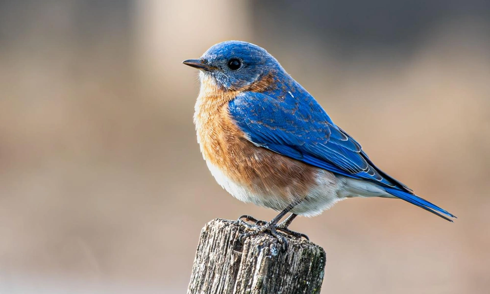 Bluebird perched on a wooden fence in a meadow.