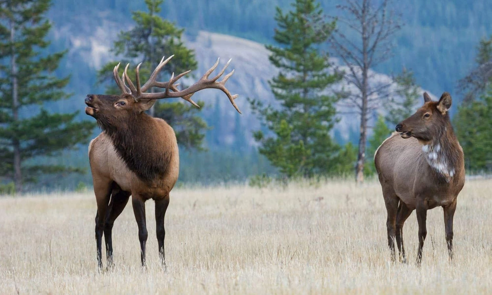 Adult elk standing at the edge of a forest
