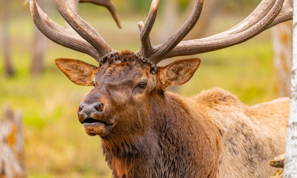 Close-up of a bull elk showing its antlers and dark mane