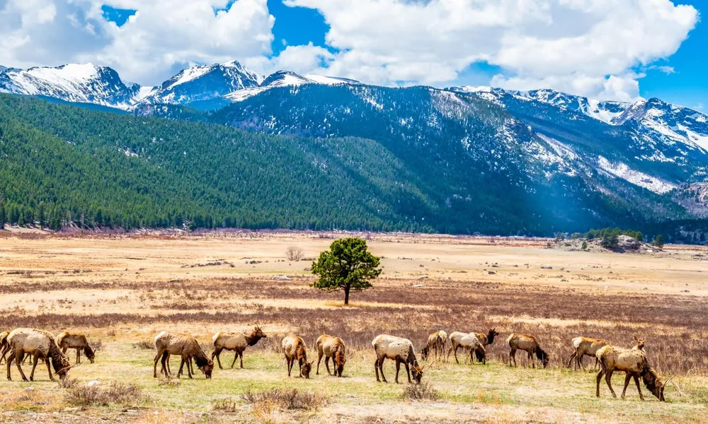 Elk herd grazing in a mountain meadow beside a forest