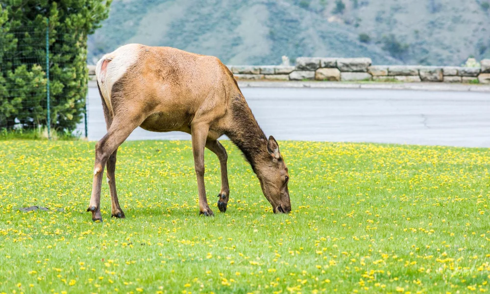 Elk feeding on green grass in a natural meadow