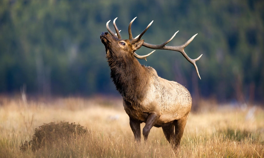 Bull elk raising its head while bugling during autumn