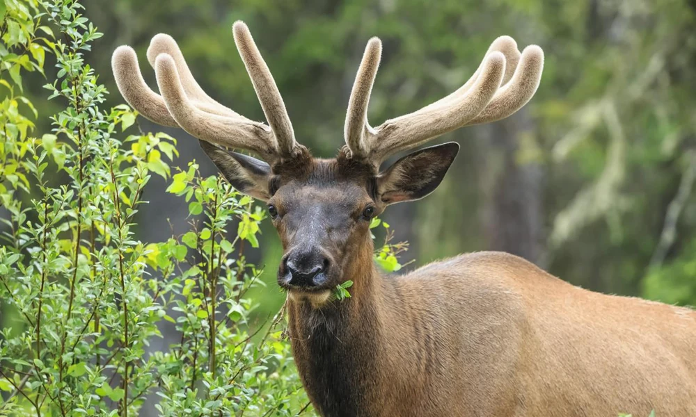 Bull elk with velvet-covered antlers during summer