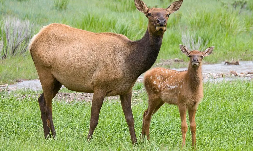 Young spotted elk calf standing beside its mother