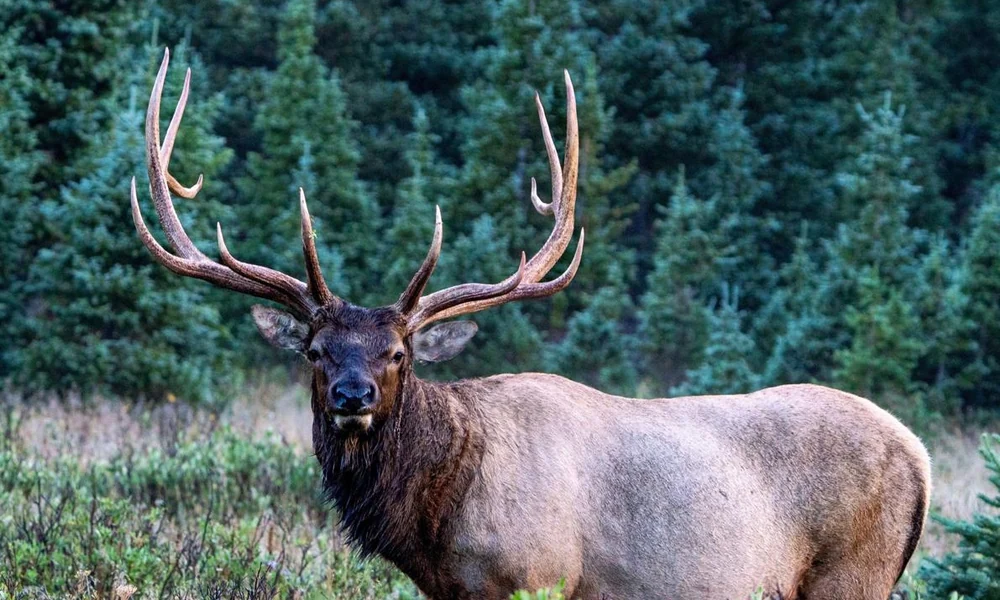Wild bull elk standing alert in a forest clearing