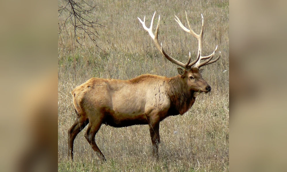 Bull elk with large antlers standing in a dry grass meadow