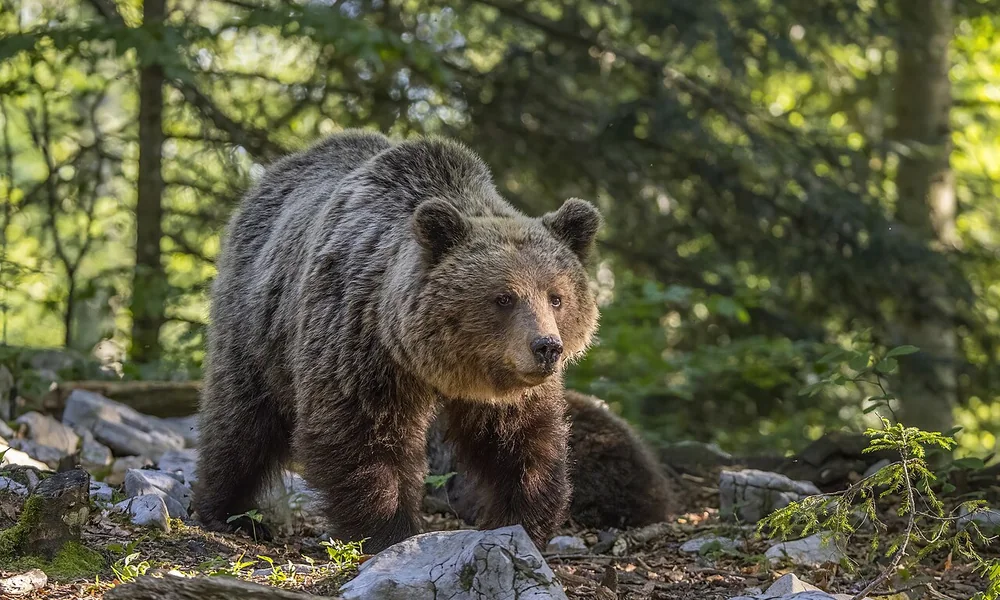 Eurasian brown bear walking through a sunlit forest over rocks and moss
