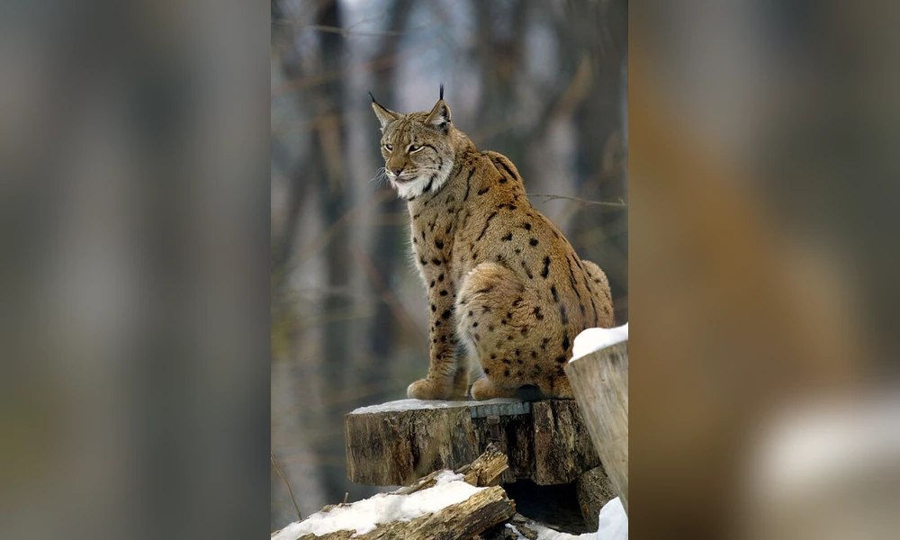 Eurasian lynx with tufted ears and a spotted coat sitting on a tree stump in a snowy forest
