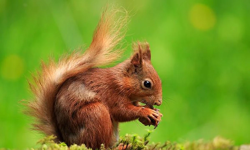 Eurasian red squirrel with a bushy tail sitting on moss and holding food in its paws