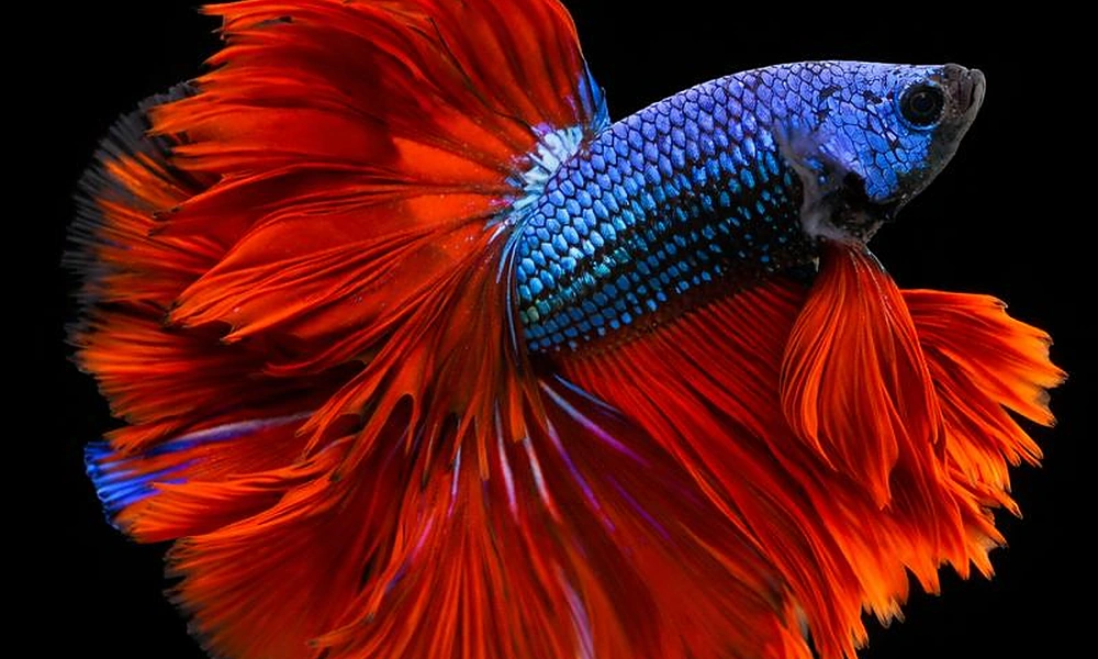 Colorful betta fish with flowing fins.
