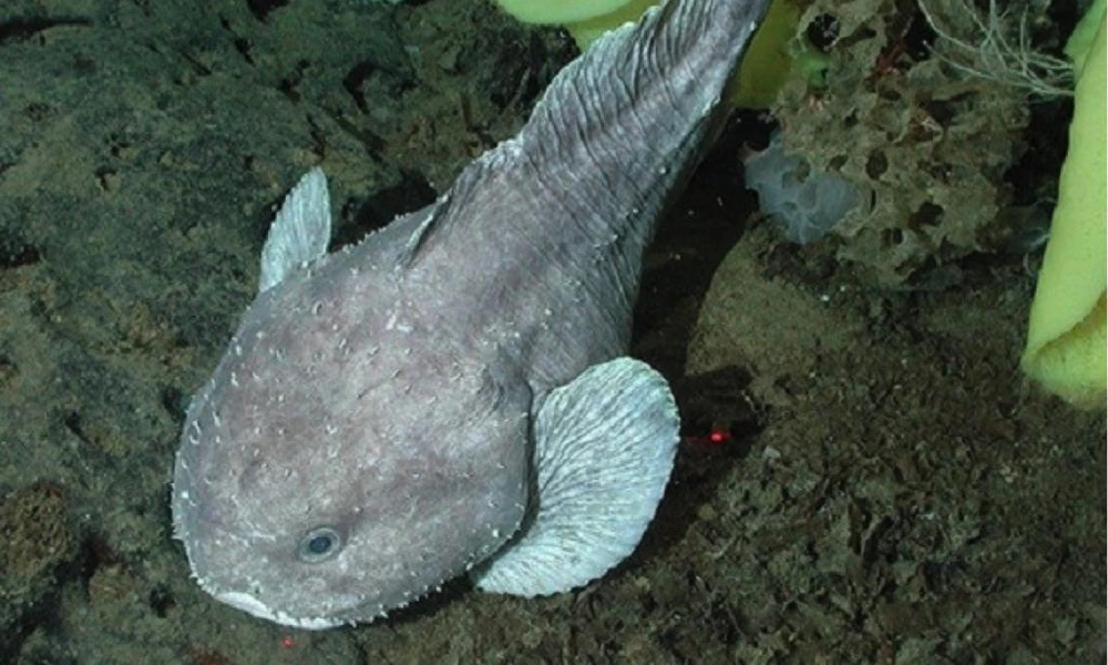 Blobfish floating above the deep ocean floor.