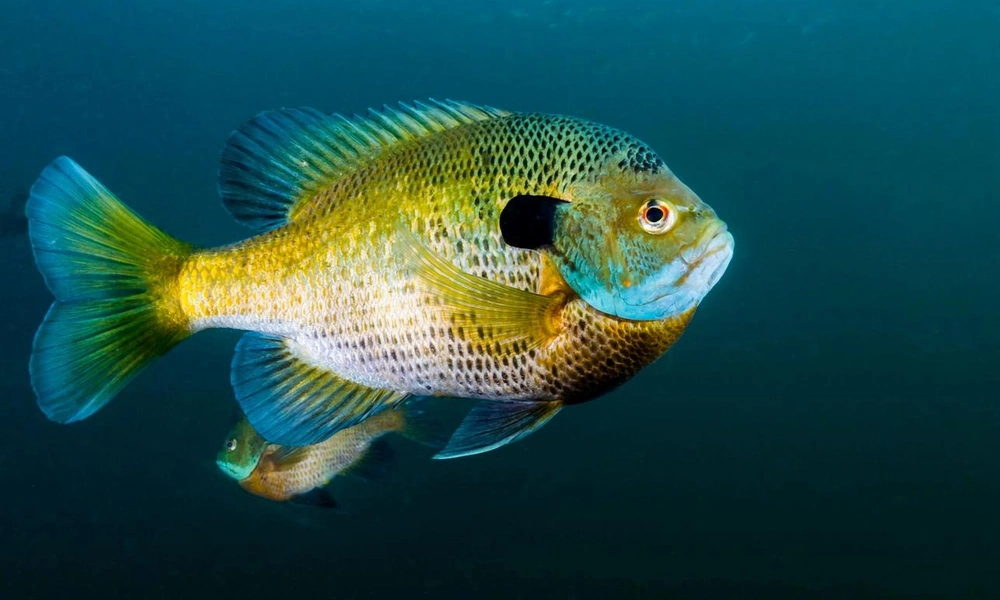 Bluegill sunfish showing its colorful scales.