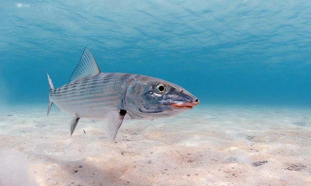 Bonefish swimming above a tropical sand flat.