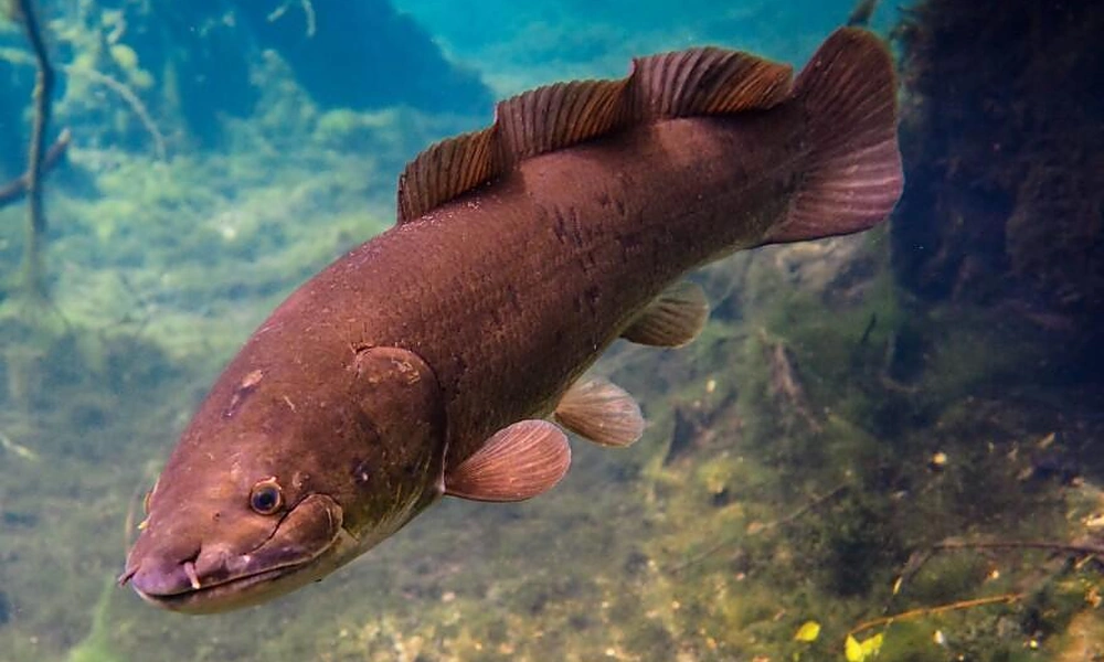 Bowfin swimming among submerged swamp vegetation.