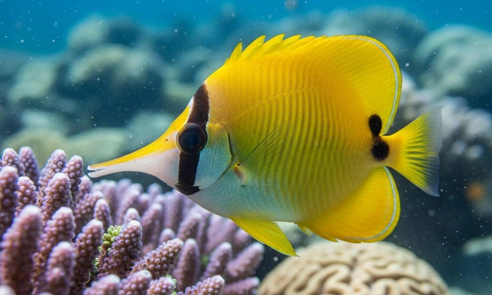 Colorful butterflyfish swimming beside a coral reef.