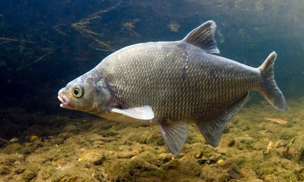 Common bream swimming in a freshwater lake.