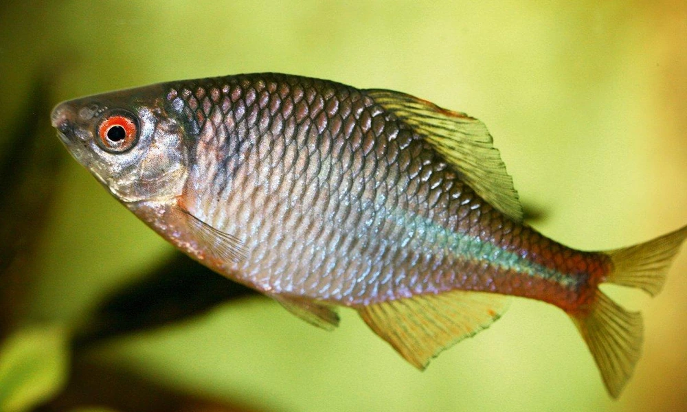 European bitterling swimming near a freshwater mussel.