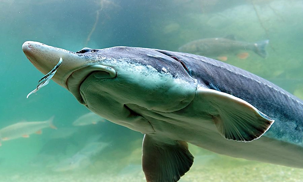 Beluga sturgeon swimming underwater.