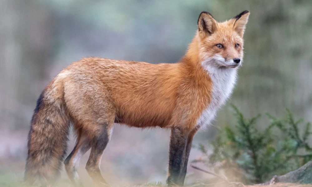 Red fox standing alert in a woodland clearing with a blurred green background