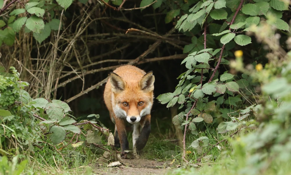 Red fox stepping out from under dense green bushes onto a dirt path
