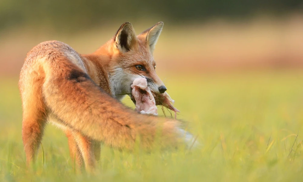 Red fox in a grassy field holding a small prey animal in its mouth