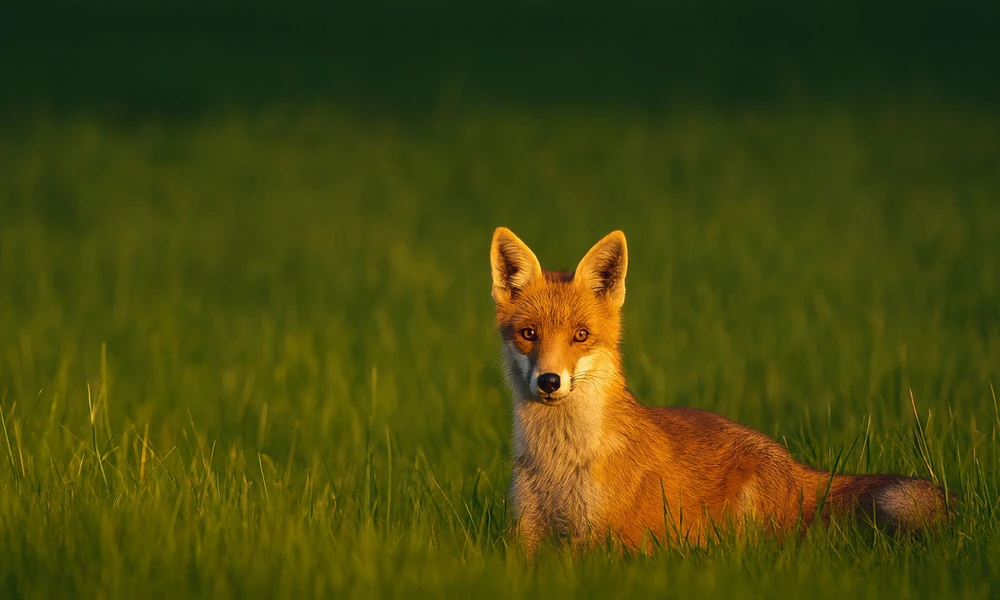 Young red fox crouching low in tall grass at dusk