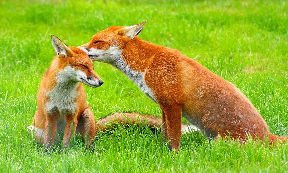 Two red foxes nuzzling each other on a bright green lawn