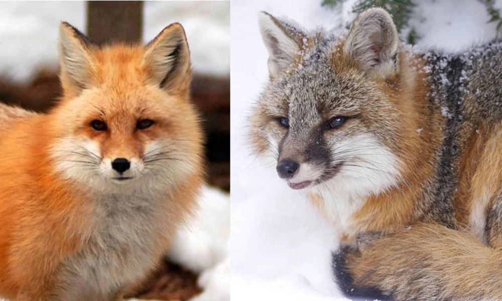 Side-by-side close-ups of a red fox and a gray fox in the snow