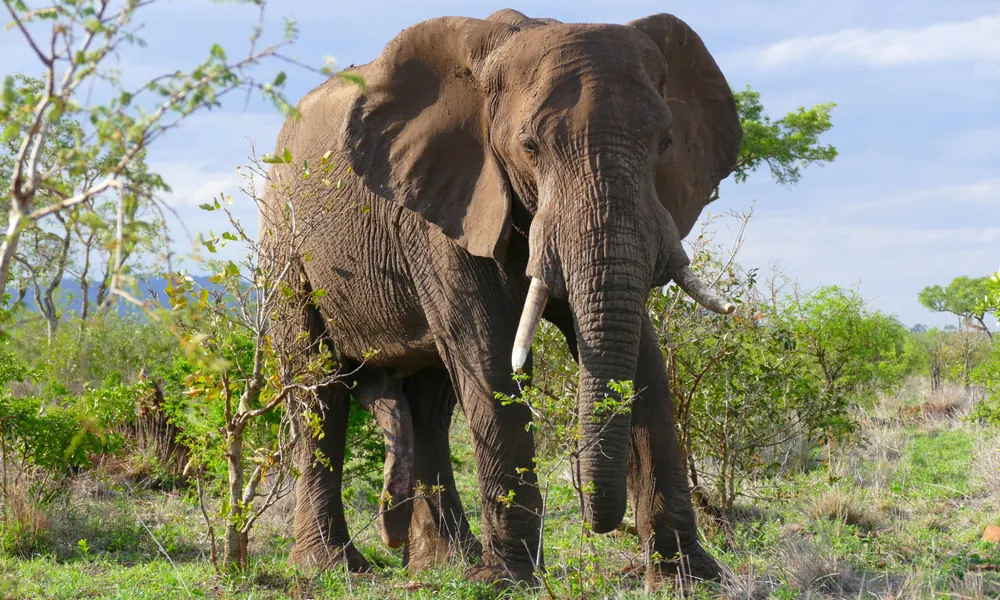 African elephant with large ears, a long trunk, and curved tusks.