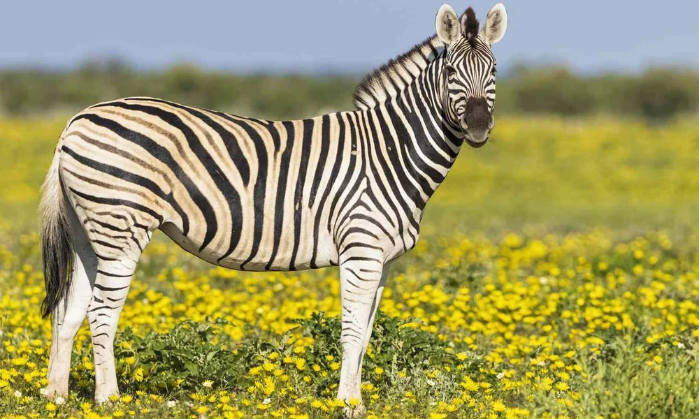 Zebra recognized by its unique black-and-white striped coat.