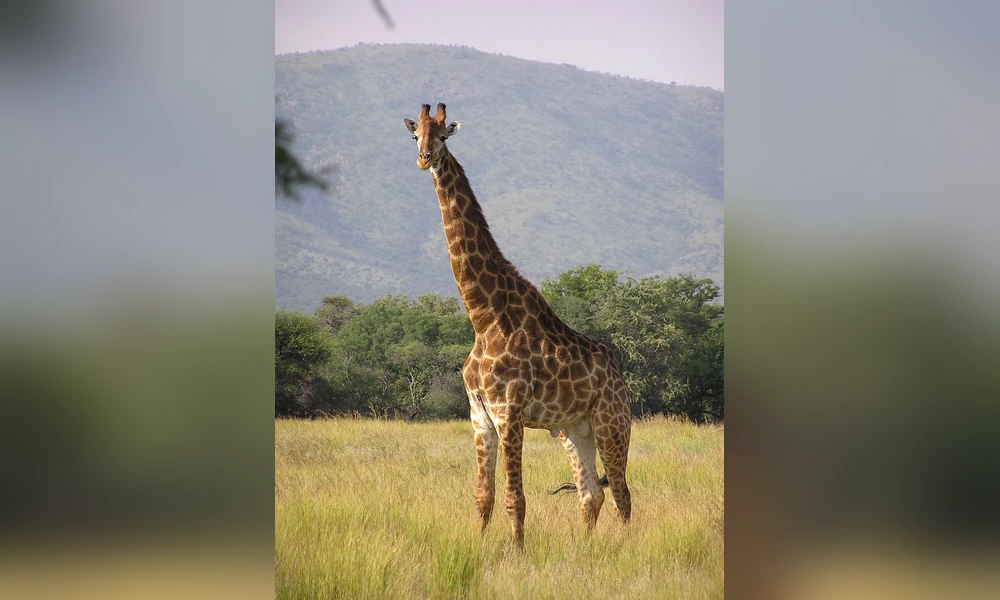 Giraffe with a long neck, tall legs, and distinctive spotted coat.