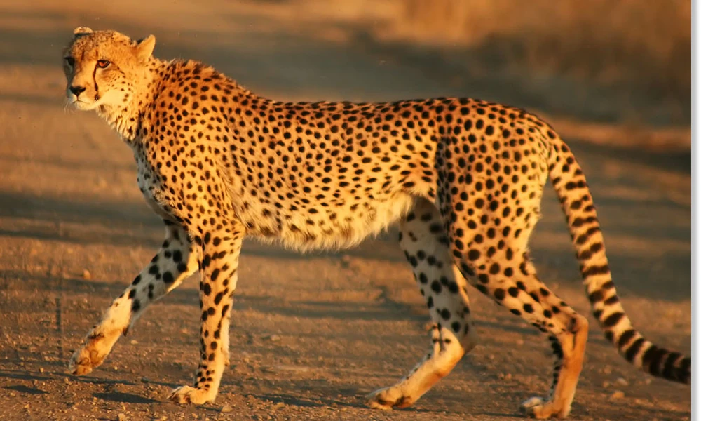 Cheetah recognized for its spotted coat, black tear marks, and incredible speed.
