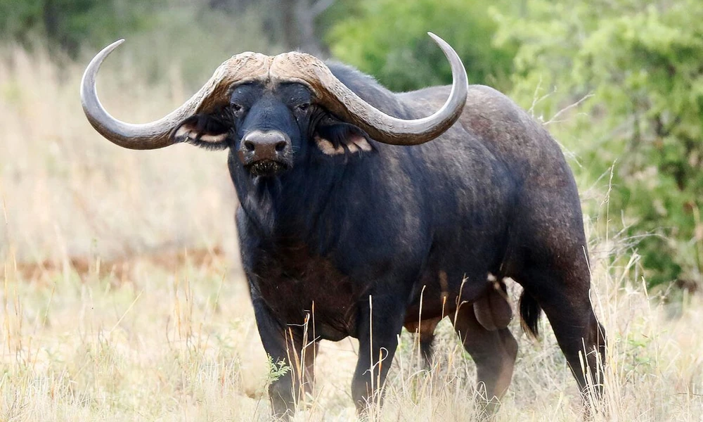African buffalo with massive curved horns and a muscular body.