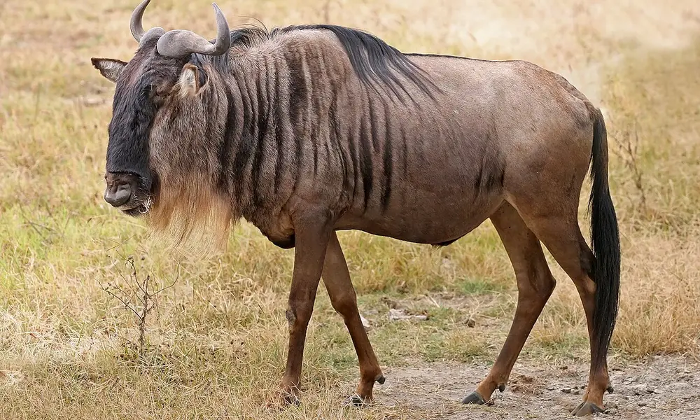Wildebeest with curved horns and a sturdy build, known for mass migrations.