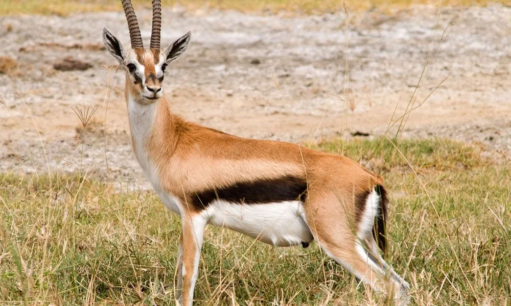 Gazelle with slender legs and curved horns, recognized for speed and agility.
