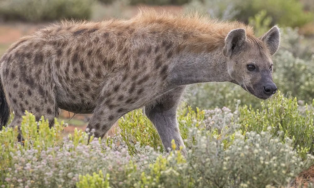 Spotted hyena recognized by its spotted coat, strong jaws, and sloping back.