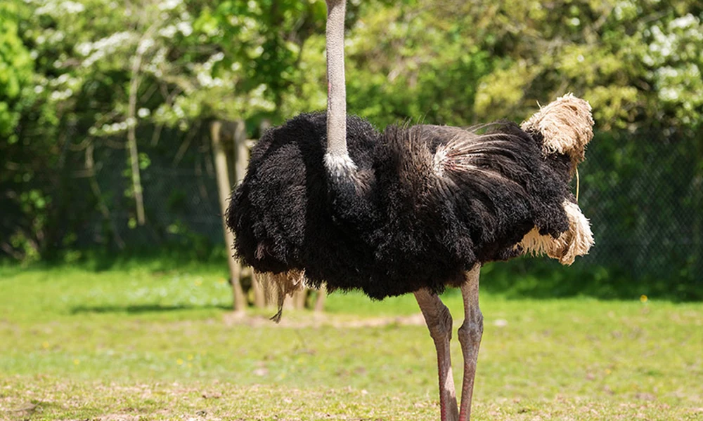 Ostrich with long legs, a long neck, and large body, the largest living bird.